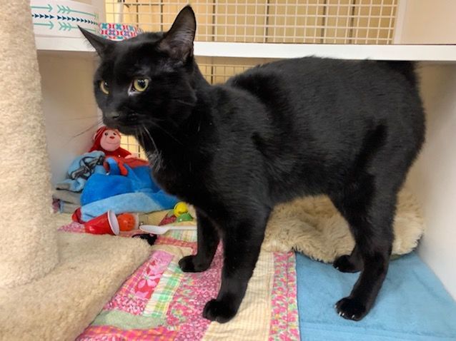 Pet of the Week